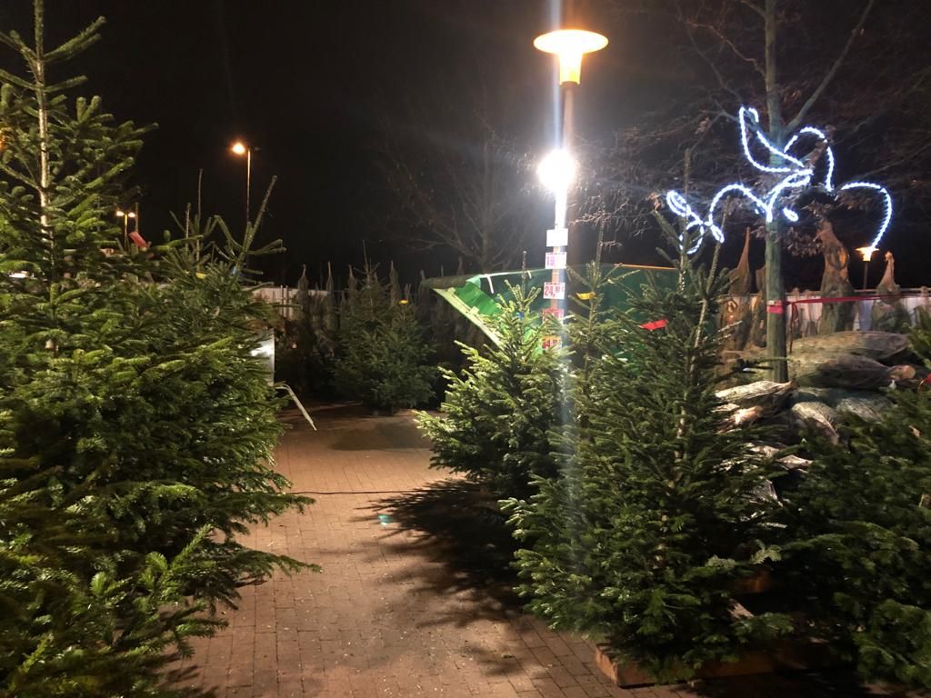 Weihnachtsbäume Magdeburger SpargelHof