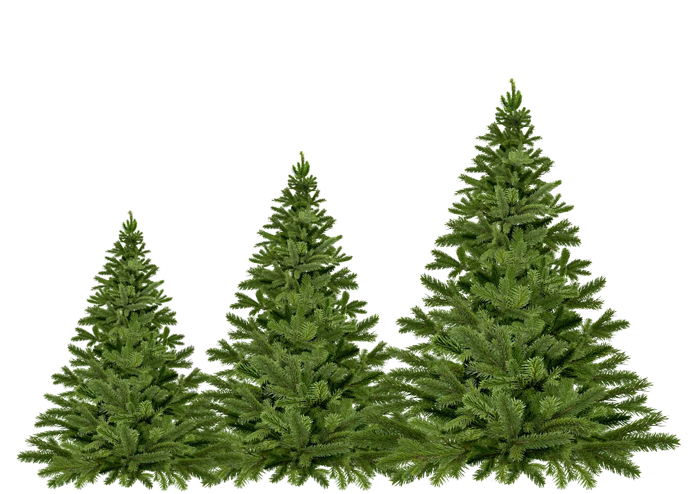 Weihnachtsbäume