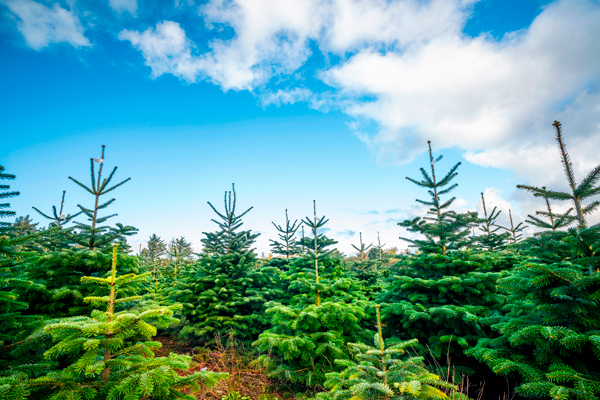 Weihnachtsbaum - Nordmanntannen